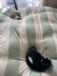 本日も定位置にて日向ぼっこ(=^・^=)