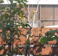 何て名前の鳥？