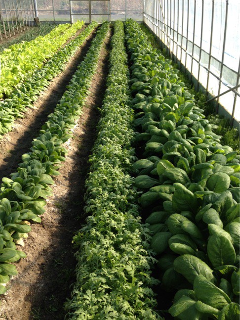 自然農法の野菜