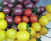 地元の野菜（カラフルトマト）