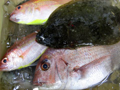 貴重な活魚