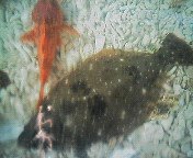 貴重な活き魚