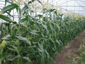 無農薬野菜　その6