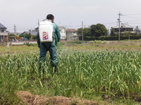 にんにく