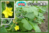 無農薬野菜　その5
