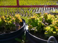 ベランダで野菜作り 2011/12/26 12:29:19
