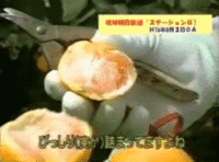 化石サンゴとにんにく!?