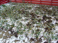 お昼の３０分間の雪景色