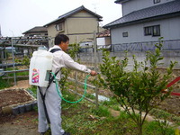 木にウルカルを撒いて栄養を補給！農薬じゃないよ！！！