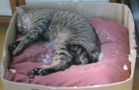 ひとりぼっちの猫ちゃん！