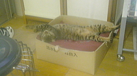 のんきな猫ちゃん！