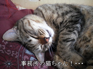 猫とにんにく