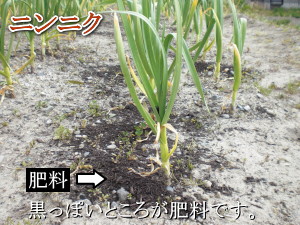 猫とにんにく