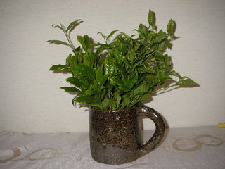 新茶