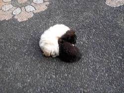 これは　まさしく！！！！