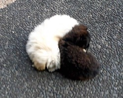 これは　まさしく！！！！