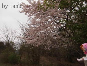 NO２　やすらぎの森　～Blythe　in　Forest～　桜