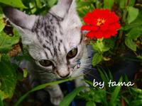 タマオ君　公園デビュ～♪