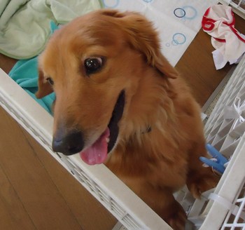 家族が見つかったかな？