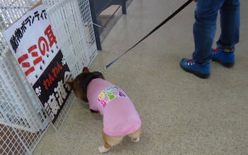 家族が見つかったかな？