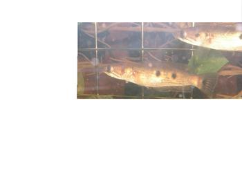 小魚くんと愉快な魚たち3