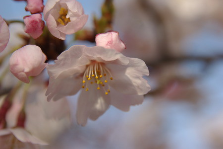 しじみ桜