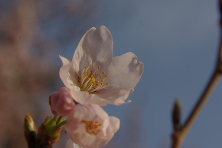 しじみ桜