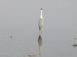 のどかな佐鳴湖