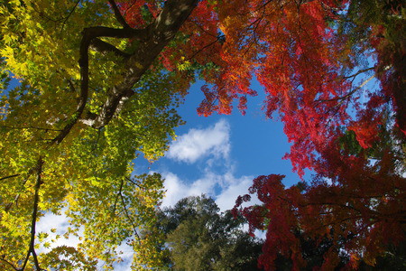 天龍寺の紅葉
