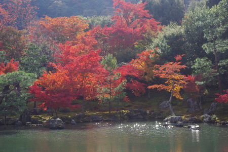 天龍寺の紅葉