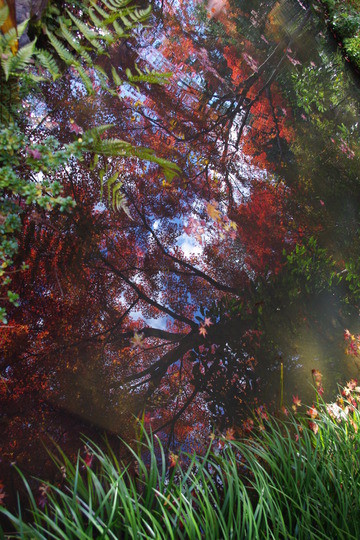 天龍寺の紅葉