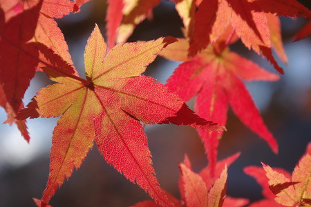 天龍寺の紅葉
