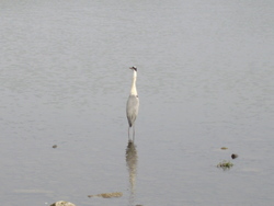 のどかな佐鳴湖