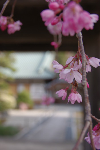しだれ桜