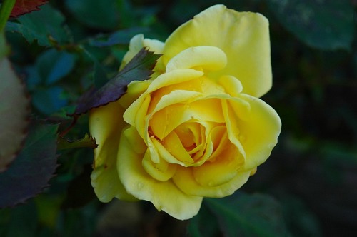やぎ広場の薔薇