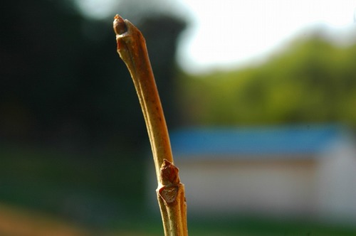 桑の新芽