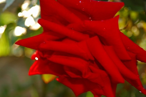 赤い薔薇