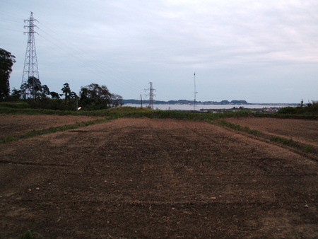 庄和町農場のキャベツ