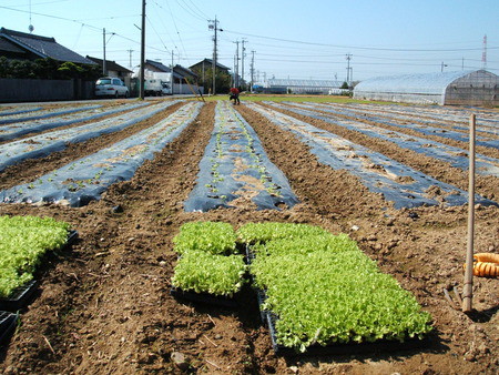 グリーンリーフの苗の定植