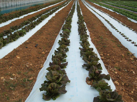深萩農場では、施設を中心に野菜を栽培