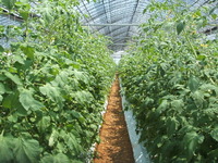 夏のミニトマト栽培