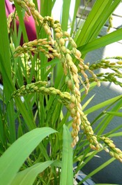 穂ほほ～！Ａ　その4