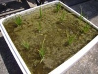 これって何？ 2007/05/23 10:01:00