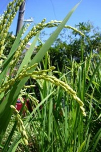 穂ほほ～！A　その3 2007/08/09 22:15:00