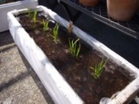 田植え 2007/05/24 21:30:00