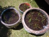 田植え　モデルハウスにて 2007/05/22 19:33:27