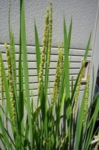 穂ほほ～！C　その2 2007/08/09 23:36:00