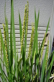 穂ほほ～！C　その2
