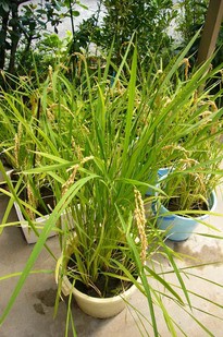 穂ほほ～＾＾　稲刈り直前