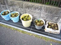 稲刈り